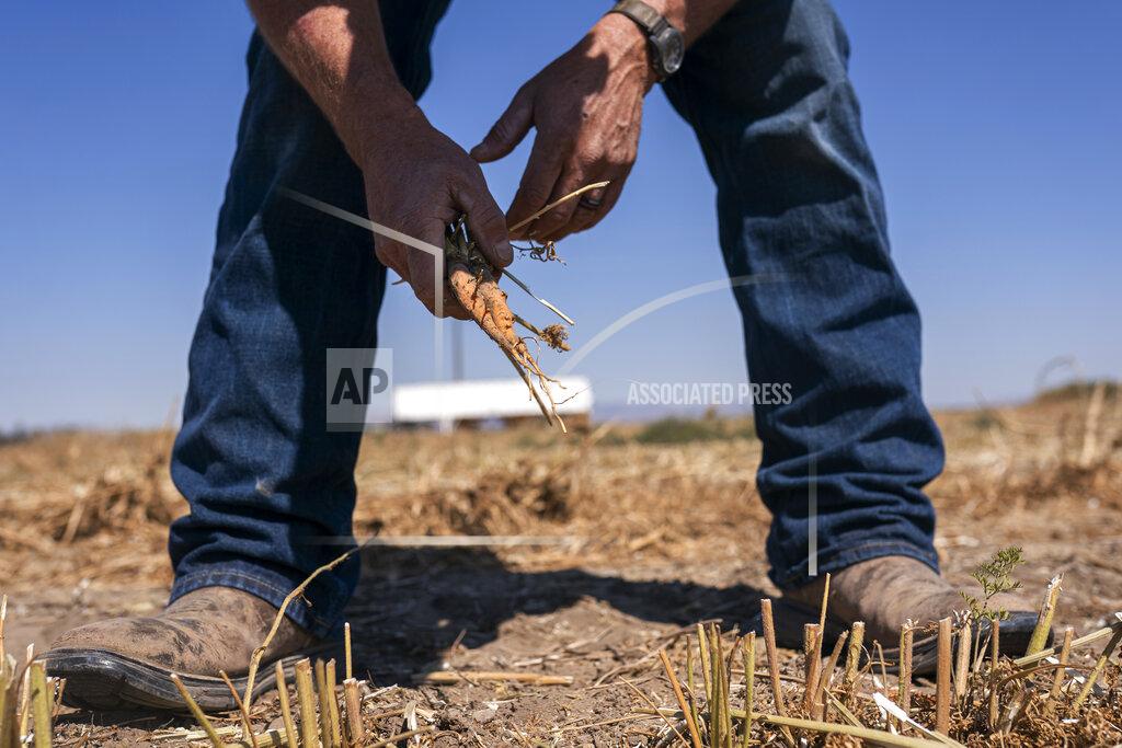 Nathan Howard Phil Fine pulls a carrot from one of his fields in the North Unit Irrigation District after harvesting the vegetable's seeds on Tuesday, Aug. 31, 2021, near Madras, Ore. Oregon farmers who grow 60% of the world's carrot seed have been without irrigation water for weeks as drought ravages the American West. But just down the road, sprinklers douse crops and cattle graze in green pastures. The stark contrast is a consequence of the West's arcane water law, and it's brought new urgency to efforts to share the resource along Oregon's Deschutes River. (AP Photo/Nathan Howard)