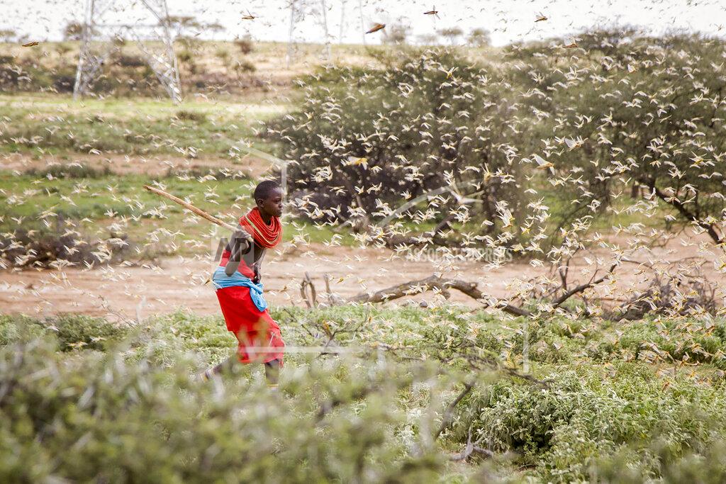 Patrick Ngugi FILE - In this file photo taken Thursday, Jan. 16, 2020, a Samburu boy uses a wooden stick to try to swat a swarm of desert locusts filling the air, as he herds his camel near the village of Sissia, in Samburu county, Kenya. Climate change could push more than 200 million people to move within their own countries in the next three decades and create migration hotspots unless urgent action is taken in the coming years to reduce global emissions and bridge the development gap, a World Bank report has found. The report published on Monday, Sept. 13, 2021 examines how long-term impacts of climate change such as water scarcity, decreasing crop productivity and rising sea levels could lead to millions of what the report describes as “climate migrants” by 2050. (AP Photo/Patrick Ngugi, File)