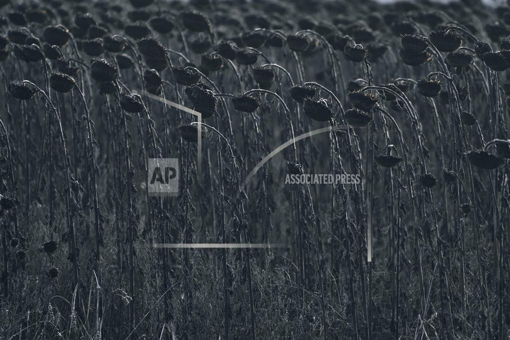 Libkos View of a dry sunflower field seen on the frontline near Bakhmut, Donetsk region, Ukraine, Thursday, Nov. 24, 2022. (AP Photo/LIBKOS)