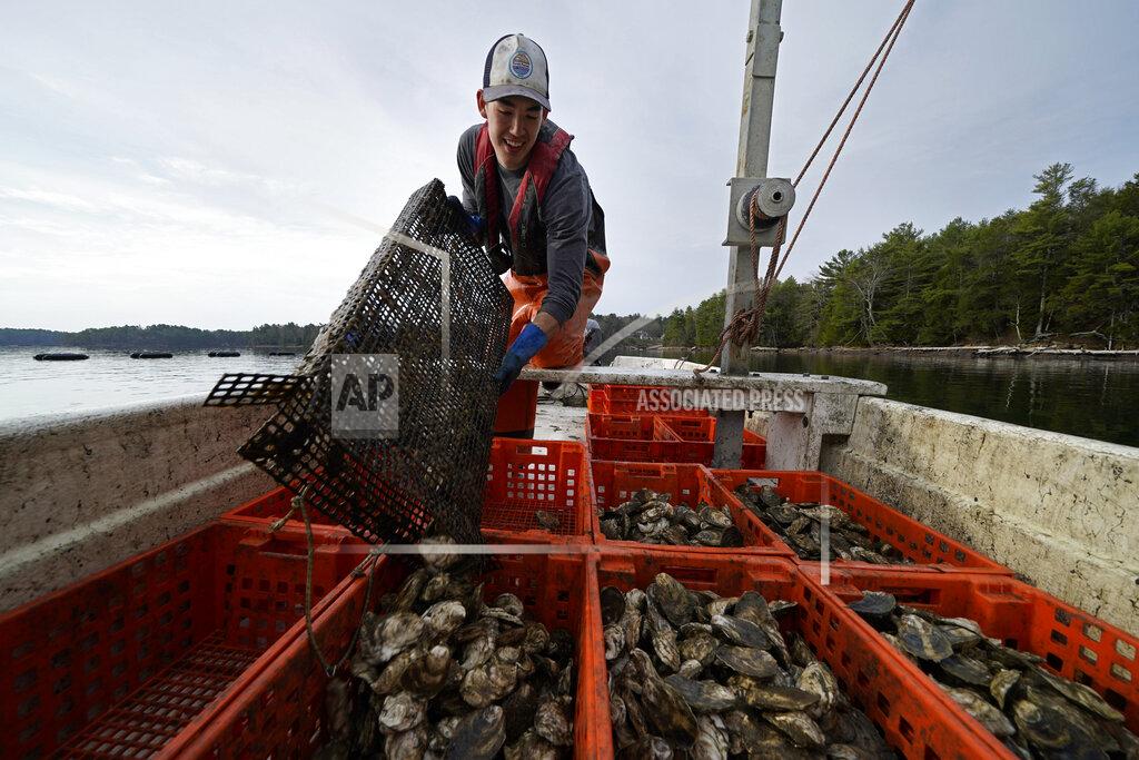 Robert F. Bukaty Oyster farmer Sam Dorval of Ferda Farms harvests oysters on the New Meadows River, Sunday, April 25, 2021, in Brunswick, Maine. Oysters from the farm are being used to establish a new population in New Hampshire. (AP Photo/Robert F. Bukaty)