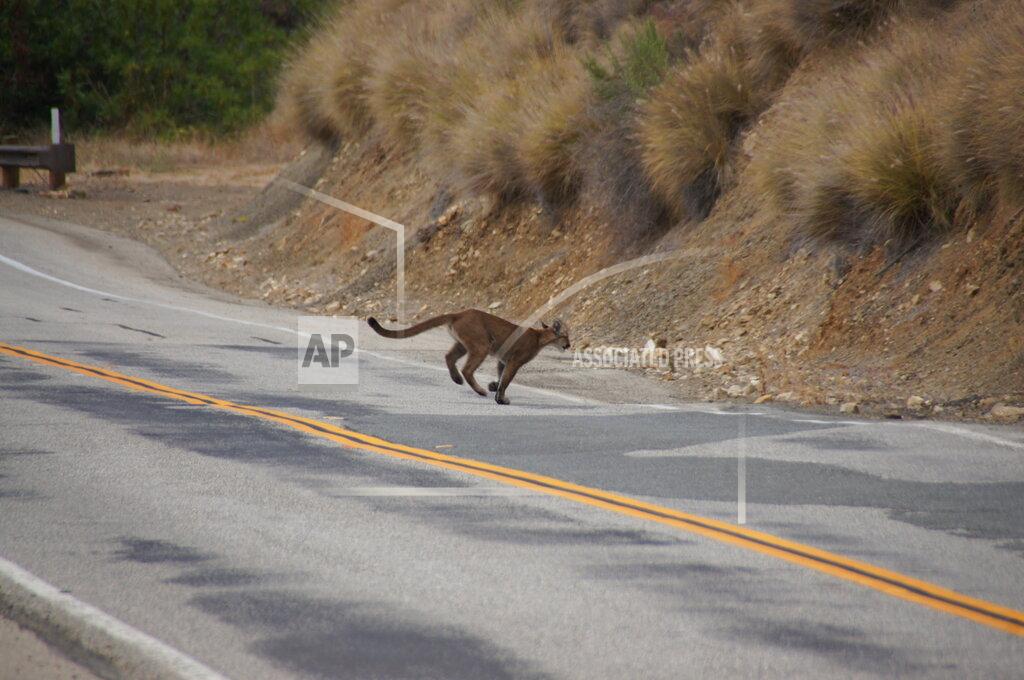 Uncredited Mountain lion P-23 crosses a road in the Santa Monica Mountains National Recreation Area on July 10, 2013. Los Angeles and Mumbai, India are the world’s only megacities of 10 million-plus where large felines breed, hunt and maintain territory within urban boundaries. Long-term studies in both cities have examined how the big cats prowl through their urban jungles, and how people can best live alongside them. (National Park Service via AP)109