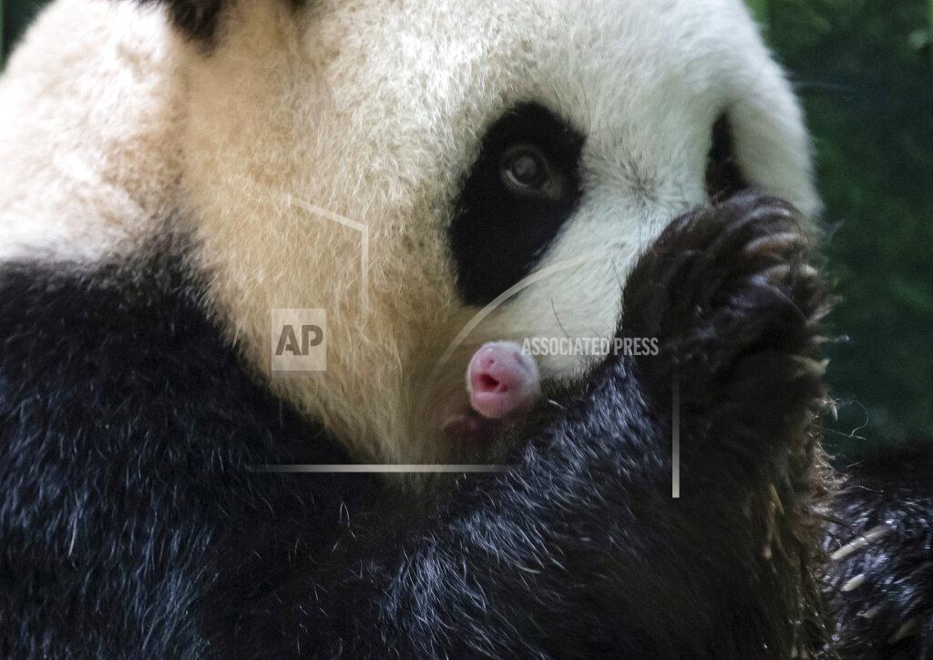 Eric Baccega This handout photo released by the Beauval Zoo shows panda Huan Huan holding her new born female cub in Saint-Aignan, central France, Monday, Aug. 2, 2021. A giant panda on loan to France from China gave birth to two female twin cubs early Monday, a French zoo announced. The Beauval Zoo, south of Paris, said the twins were born shortly after 1 a.m. They weigh 149 and 129 grams (5.3 and 4.6 ounces). (Eric Baccega/Beauval Zoo via AP)