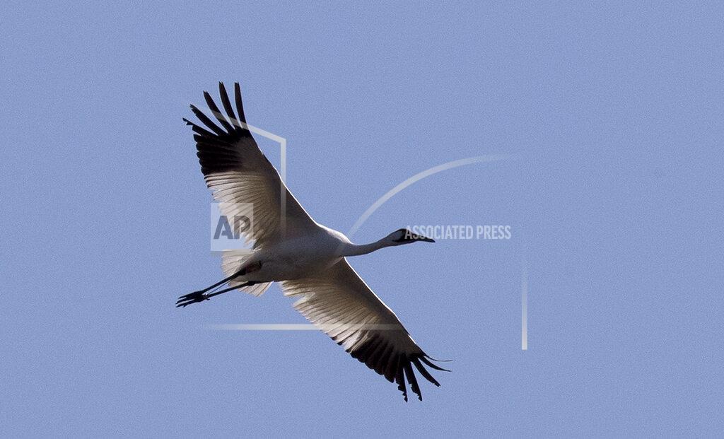 Gerald Herbert FILE - In this March 23, 2018 file photo, a whooping crane, a critically endangered species, flies over a crawfish pond in Jefferson Davis Parish, La. A man who admitted that he and a juvenile shot and killed two whooping cranes in 2016 must pay $85,000 and cannot hunt until he completes 360 hours of public service. The sentence given Thursday, July 30, 2020 to Kaenon Constantin of Rayne is the toughest ever in Louisiana for a crime involving one of the endangered birds, the International Crane Foundation said in a news release. (AP Photo/Gerald Herbert, File)