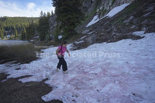 'Watermelon snow' piques curiosities in Utah after abno... - Vimarsana News