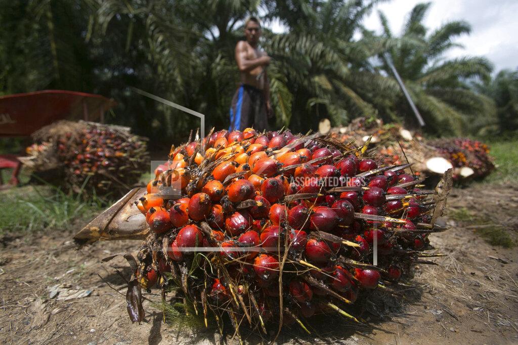 Binsar Bakkara A worker loads heavy bunches of palm oil fruit into a cart on a palm oil plantation in Sumatra, Indonesia, Nov. 13, 2017. Palm oil is virtually impossible to avoid. Often disguised on labels as an ingredient listed by more than 200 names, it can be found in roughly half the products on supermarket shelves and in most cosmetic brands. (AP Photo/Binsar Bakkara)