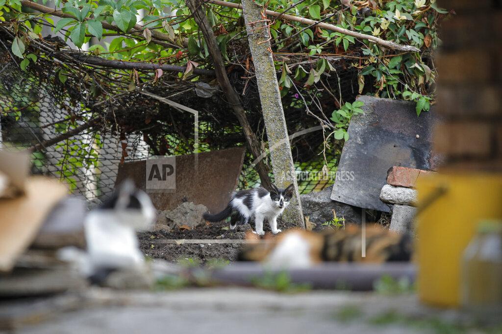 Vadim Ghirda A kitten is startled in a village on the outskirts of Burgas, Bulgaria, Monday, Sept. 28, 2020. Human rights activists and experts say local officials in several countries with significant Roma populations have used the pandemic to unlawfully target the minority group, which is Europe's largest and has faced centuries of severe discrimination. (AP Photo/Vadim Ghirda)