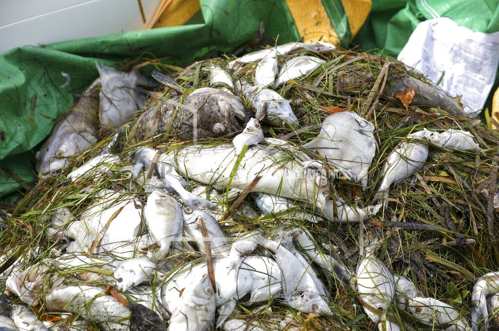 Chris Urso A pile of dead fish is gathered on the bow of boat as crews use hand nets Thursday, June 17, 2021 in the intracoastal waters between Clearwater and Dunedin, Fla. Pinellas County had small boats retrieving dead fish in Dunedin and around Clearwater Harbor Thursday. The fish kill is attributed to the recent Red Tide bloom. (Chris Urso /Tampa Bay Times via AP)