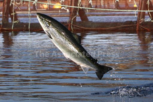1st ocean fish farm proposed for East Coast off New Eng... - Vimarsana News