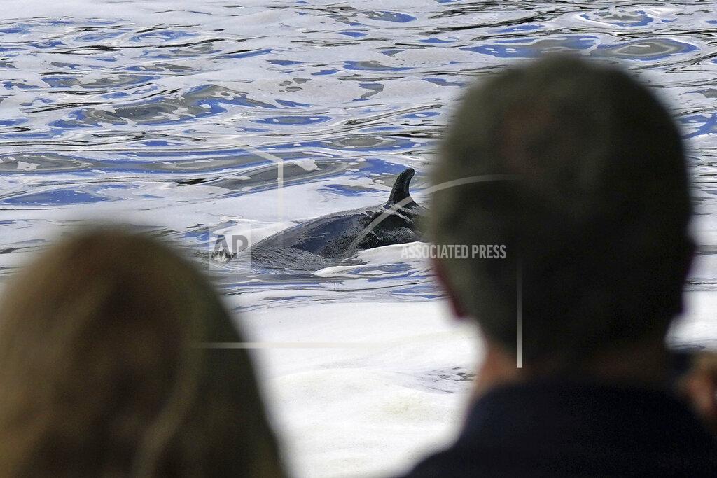 Yui Mok A Minke whale, which was freed on Sunday after it became stuck on Richmond lock's boat rollers but has remained in the Thames, is seen near Teddington Lock in London, Monday, May 10, 2021. A Port of London Authority spokesperson said a whale had never been seen this far up the Thames before, some 95 miles from its mouth. (Yui Mok/PA via AP)