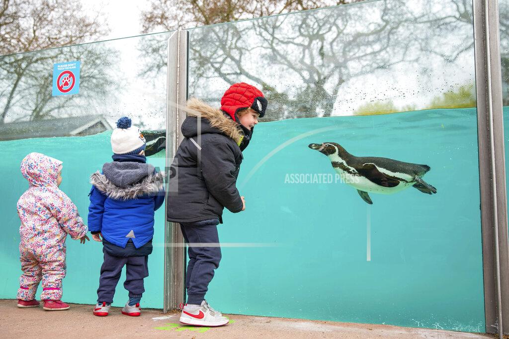 Aaron Chown Children visit the penguins at London Zoo in Regent's Park, London, Monday April 12, 2021. Millions of people in England will get their first chance in months for haircuts, casual shopping and restaurant meals on Monday, as the government takes the next step on its lockdown-lifting road map. (Aaron Chown/PA via AP)