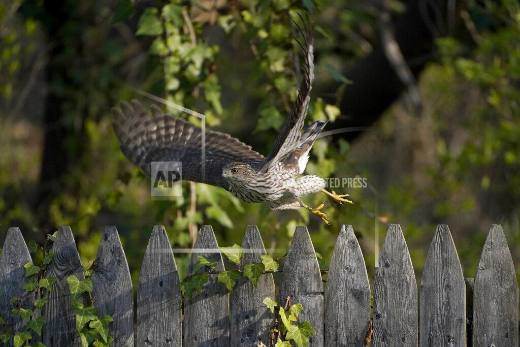 Julio Cortez FILE - A Cooper's Hawk flies off a wooden fence in a yard in Lutherville-Timonium, Md. on April 5, 2021. The National Audubon Society has updated its million-selling field guides on birds and trees of North America for the first time in decades. The guides now include the conservation status of nearly every species of bird and tree. Maps show how climate change has affected their ranges. (AP Photo/Julio Cortez, File)