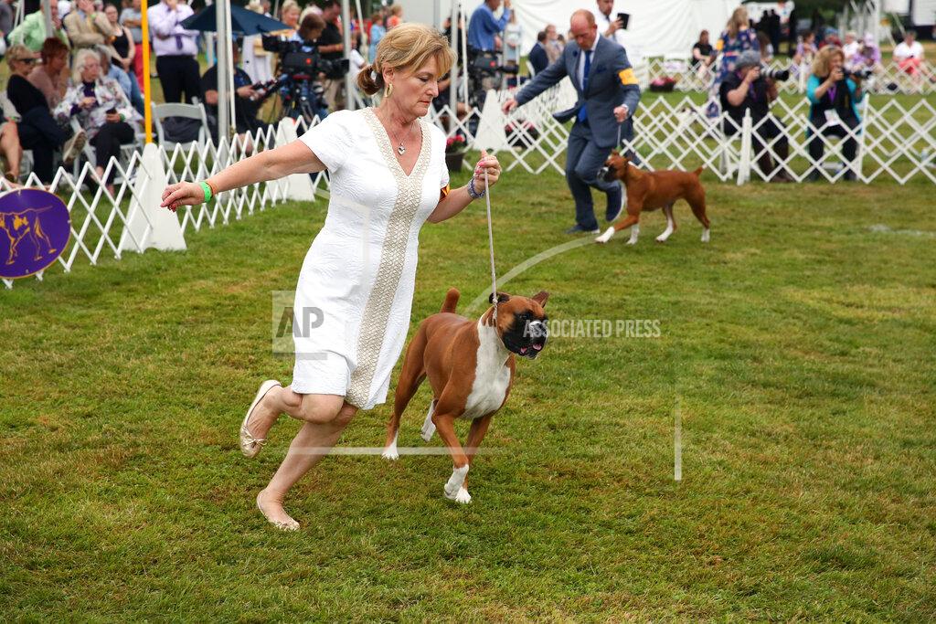A boxer competes at the Westminster Kennel Club dog show on Sunday, June 13, 2021, in Tarrytown, N.Y. Competition wraps up at the Westminster Kennel Club dog show, held this year outside New York City due to the pandemic. (AP Photo/Jennifer Peltz)