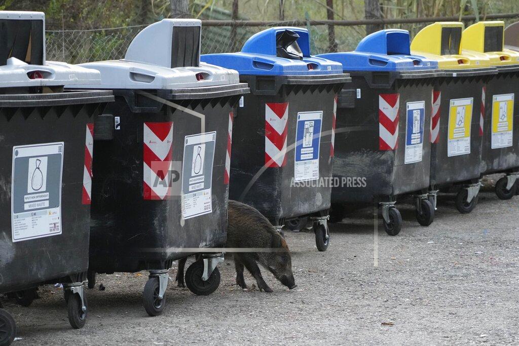 Gregorio Borgia A wild boars strolls past trash bins in Rome, Friday, Sept. 24, 2021. They have become a daily sight in Rome, families of wild boars trotting down the city streets, sticking their snouts in the garbage looking for food. Rome's overflowing rubbish bins have been a magnet for the families of boars who emerge from the extensive parks surrounding the city to roam the streets scavenging for food. (AP Photo/Gregorio Borgia)