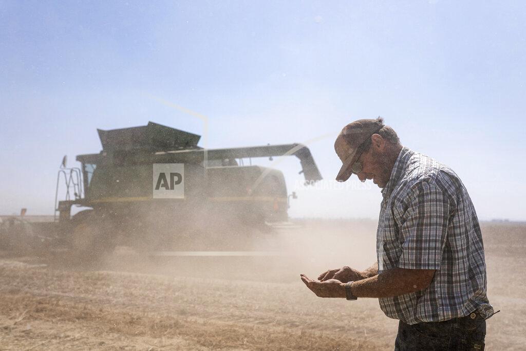 Nathan Howard Phil Fine checks for carrot seeds in the soil left behind by a combine while harvesting a field in the North Unit Irrigation District on Tuesday, Aug. 31, 2021, near Madras, Ore. Oregon farmers who grow 60% of the world's carrot seed have been without irrigation water for weeks as drought ravages the American West. But just down the road, sprinklers douse crops and cattle graze in green pastures. The stark contrast is a consequence of the West's arcane water law, and it's brought new urgency to efforts to share the resource along Oregon's Deschutes River. (AP Photo/Nathan Howard)