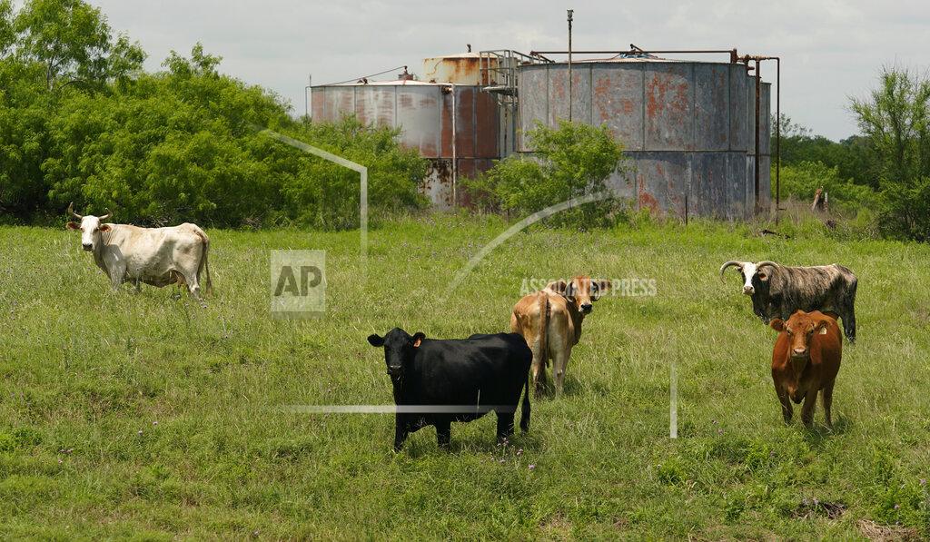 Eric Gay Cattle graze near aging oil storage tanks on the Rooke family ranch, Tuesday, May 18, 2021, near Refugio, Texas. Oil and gas drilling began on the ranch in the 1920s and there were dozens of orphaned wells that needed to be plugged for safety and environmental protection. (AP Photo/Eric Gay)