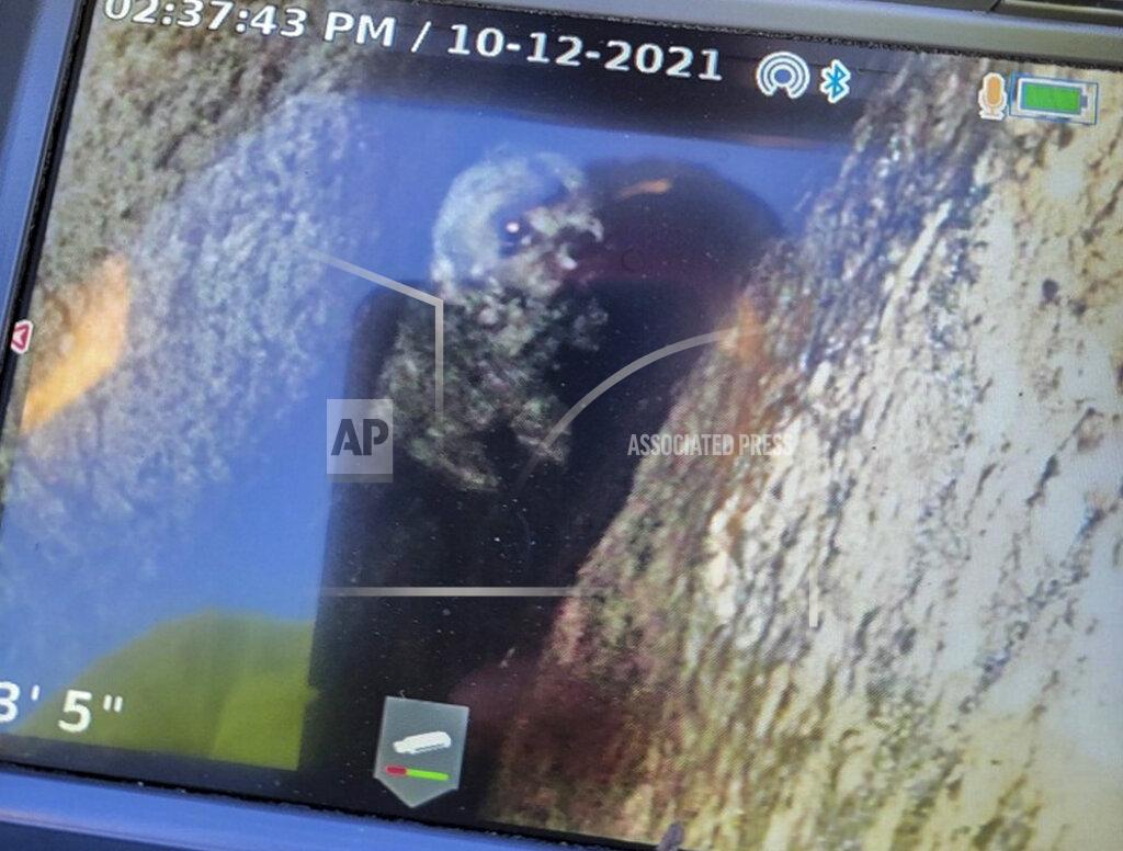 Uncredited This photo provided by New York State Parks on Wednesday, Oct. 13, 2021, shows a 12-year-old dog named Liza being viewed on a plumbing camera in a crevice in Kerhonkson, N.Y. A dog trapped for five days deep inside a narrow, rocky crevice at a state park north of New York City was rescued unharmed — though it was hungry and thirsty, parks officials said Wednesday. (New York State Parks via AP)