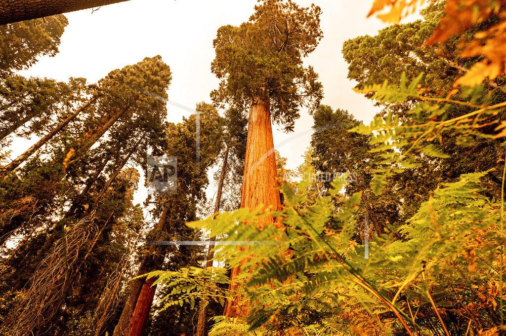 Noah Berger Sequoia trees stand in Lost Grove along Generals Highway as the KNP Complex Fire burns about 15 miles away on Friday, Sept. 17, 2021, in Sequoia National Park, Calif. (AP Photo/Noah Berger)