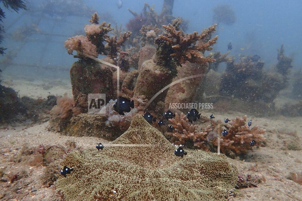 Brian Inganga Fish swim near coral on the ocean bed near Shimoni, Kenya on Monday, June 13, 2022. (AP Photo/Brian Inganga)