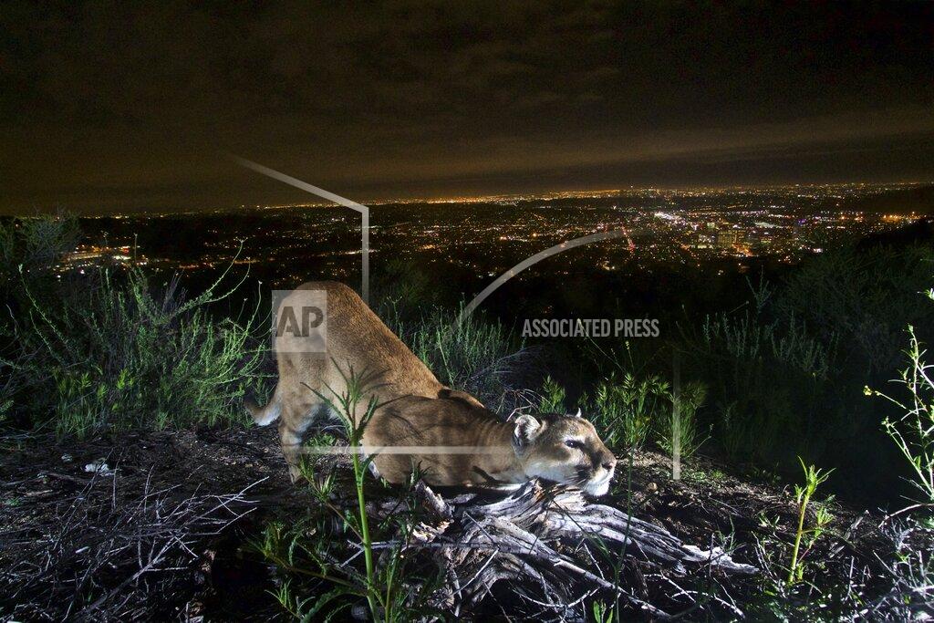 Uncredited This uncollared adult female mountain lion is seen "cheek-rubbing," leaving her scent on a log in the Verdugo Mountains with Glendale and the skyscrapers of downtown Los Angeles. in the background on March 21, 2016. Los Angeles and Mumbai, India are the world’s only megacities of 10 million-plus where large felines breed, hunt and maintain territory within urban boundaries. Long-term studies in both cities have examined how the big cats prowl through their urban jungles, and how people can best live alongside them. (National Park Service via AP)