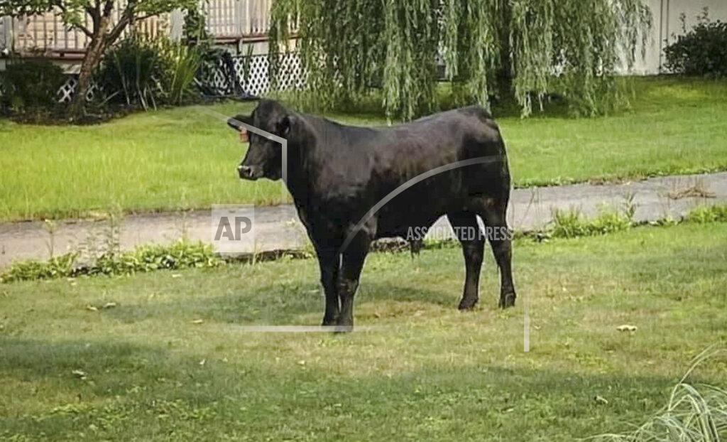 Uncredited This photo provided by Suffolk County Police Department, Friday July 23, 2021, shows a bull on the loose in Mastic, N.Y. The bull has eluded capture for several days on Long Island despite attempts to lure the roaming animal with grain and a cow in heat. (Suffolk County Police Department via AP)