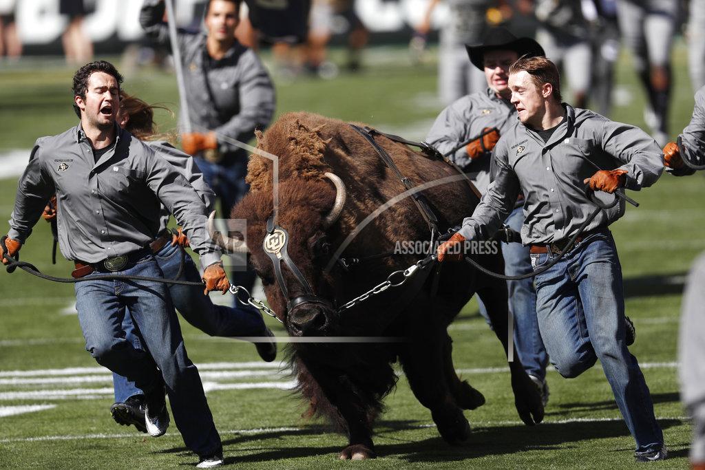 David Zalubowski Handlers lead Ralphie, mascot of Colorado, down the field with the team in pursuit during the ceremonial run onto the field before an NCAA college football game against New Hampshire Saturday, Sept. 15, 2018, in Boulder, Colo. (AP Photo/David Zalubowski)