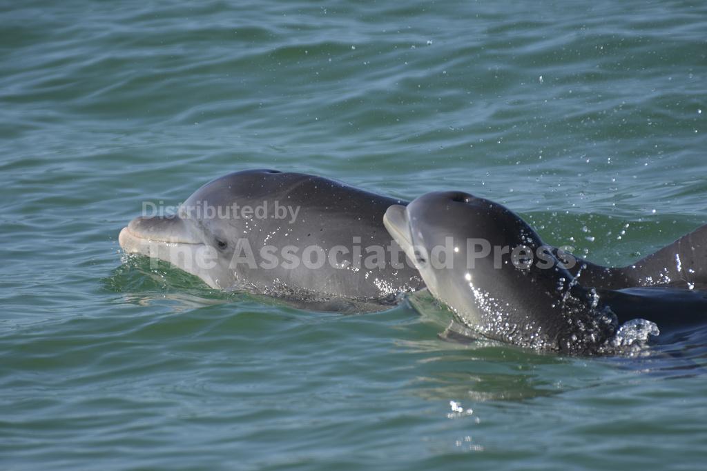 Dolphin moms use baby talk to call to their young, reco... - Vimarsana News
