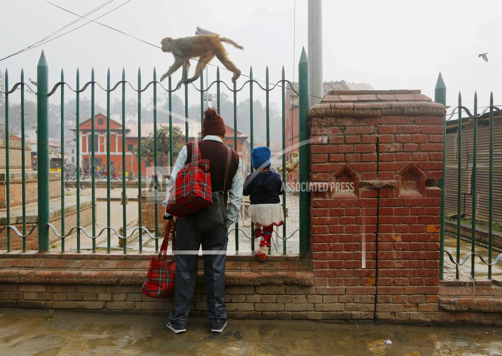 Niranjan Shrestha A man and a child watch monkeys at the Pashupatinath temple premises in Kathmandu, Nepal, Tuesday, Feb. 19, 2019. Monkeys abound in the area around the temple premise. (AP Photo/Niranjan Shrestha)