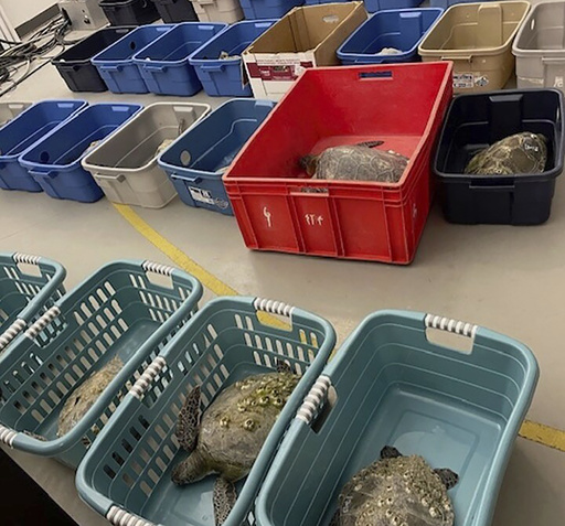 Scores of North Carolina sea turtles have died after being stunned by frigid temperatures - Vimarsana News