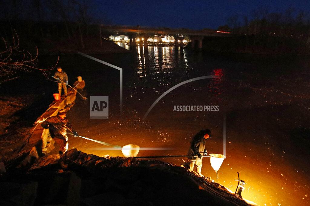 In this Thursday, April 16, 2020 photo, eel fishermen use dip nets while fishing by lantern light in Yarmouth, Maine. The need to exercise social distancing while fishing is a change for elver fishermen, who sometimes line the most productive rivers and streams in the state cheek by jowl at the height of the season, which runs to early June. (AP Photo/Robert F. Bukaty, File)