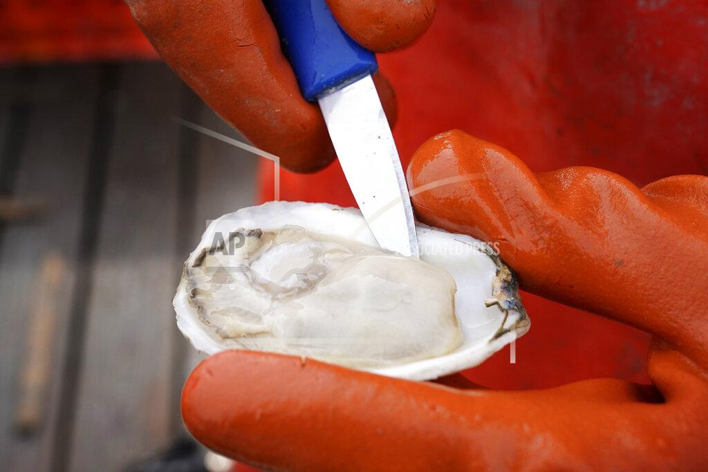 Robert F. Bukaty Oyster farmer Chris Burtis shucks an oyster harvested on the New Meadows River, Sunday, April 25, 2021, in Brunswick, Maine. Oysters from the farm are being used to establish a new population in New Hampshire. (AP Photo/Robert F. Bukaty)