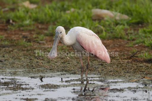 Birders flock to Green Bay to catch glimpse of Gulf Coast shorebird last seen in Wisconsin in 1845 - Vimarsana News