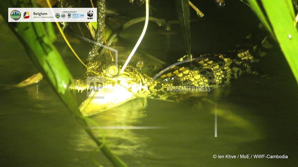 Uncredited In this image released by Cambodian Environment Ministry and WWF, a Siamese crocodile swims in Srepok Wildlife Sanctuary of Cambodia's Eastern Plains, Mondulkiri province, Cambodia, on Sept. 13, 2021. Eight hatchlings from one of the world’s rarest crocodile species have been found in a wildlife sanctuary in eastern Cambodia, raising hopes for its continuing survival in the wild. Conservationists found the baby Siamese crocodiles in a river in the Srepok Wildlife Sanctuary, Cambodia's Environment Ministry and the World Wildlife Fund said Tuesday, Sept. 21, 2021. (Cambodian Environment Ministry and WWF via AP)