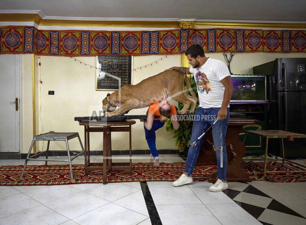 Nariman El-Mofty In this Tuesday April 28, 2020 photo, 26-year-old lion tamer Ashraf el-Helw leads a show, part of a coronavirus stay home and stay safe call to encourage people to stay home, with his 5-year-old female African lion 'Joumana' and his sister Bushra el-Helw, inside their apartment, in Cairo, Egypt. With Egypt's national circus closed due to the pandemic el-Helw has his big cats performing tricks at his Cairo apartment and posts performance videos on social media. (AP Photo/Nariman El-Mofty)