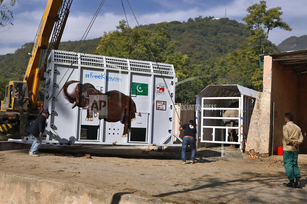 Anjum Naveed Dr. Amir Khalil, center, a veterinarian from Four Paws an international animal welfare organization, and Pakistani wildlife workers place a crate for transporting an elephant named Kaavan to a sanctuary in Cambodia, at the Marghazar Zoo in Islamabad, Pakistan, Sunday, Nov. 29, 2020. Kavaan, the world's loneliest elephant, who became a cause celebre in part because America's iconic singer and actress Cher joined the battle to save him from his desperate conditions at the Zoo. (AP Photo/Anjum Naveed)