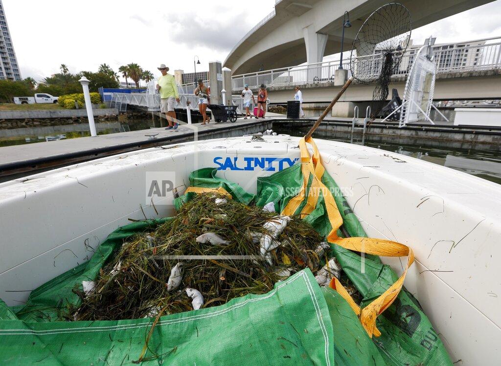 Chris Urso A pile of dead fish is gathered on the bow of boat as crews as a group walks along a dock Thursday, June 17, 2021 in Clearwater, Fla. Pinellas County had small boats retrieving dead fish in Dunedin and around Clearwater Harbor Thursday. The fish kill is attributed to the recent Red Tide bloom. (Chris Urso /Tampa Bay Times via AP)