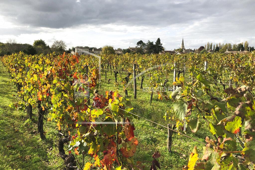 Bertrand Combaldieu This photo taken on Thursday Oct. 29, 2020 shows vineyards near Saint-Emilion, southwestern France. Nation by nation, how is Election Day in the United States being watched, considered, assessed? A spat between the Trump administration and the European Union — and France, in particular — resulted in the US slapping 25% retaliatory tariffs on one of the EU's most emblematic products last year: French wine. (AP Photo/Bertrand Combaldieu)