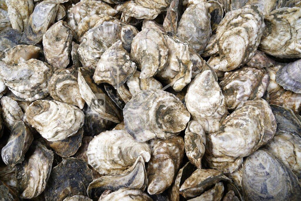 Robert F. Bukaty Oyster are collected in a crate, Sunday, April 25, 2021, in Brunswick, Maine. Oysters from the farm are being used to establish a new population in New Hampshire. (AP Photo/Robert F. Bukaty)