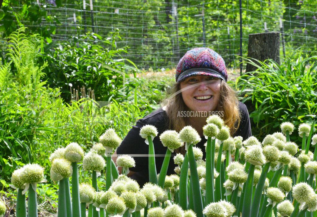 Toni Kessler, owner of West River Seeds, in Townshend, Vt., talks about the Dakota Winter Onions bloom from her garden on Friday, May 29, 2020. (Kristopher Radder/The Brattleboro Reformer via AP)