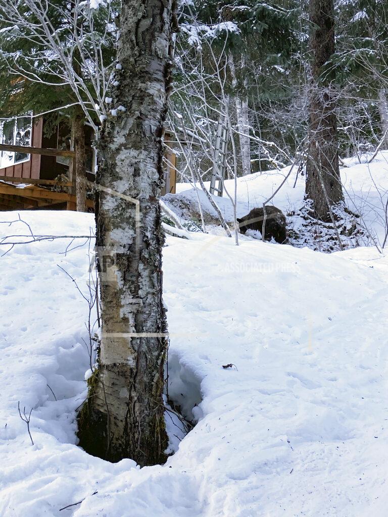 Julia Heinz This Feb. 14, 2021 photo provided by Julia Heinz shows a bear seen near where Alaska resident Shannon Stevens was bit from underneath a day before while in an outhouse northwest of Haines, Alaska. Stevens was using an outhouse in the backcountry and she was attacked by a bear, from below.(Julia Heinz MD via AP)