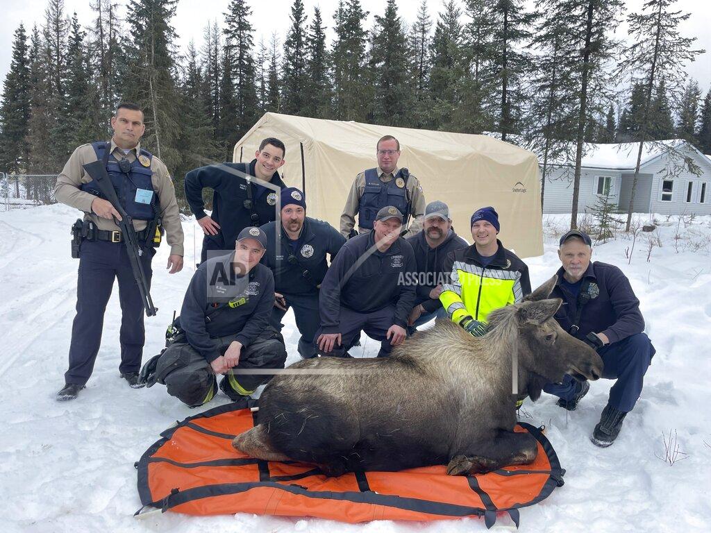 Capt. Josh Thompson In this image provided by Central Emergency Services for the Kenai Peninsula Borough, firefighters from Central Emergency Services with personnel from the Alaska Wildlife Troopers and Alaska Department of Fish and Game pose with a moose they helped rescue after it had had fallen through a window well at a home in Soldotna, Alaska, on Sunday, Nov. 20, 2022. The moose was tranquilized and removed from the house on a stretcher, revived and set loose back into the wild. (Capt. Josh Thompson/Central Emergency Services via AP)