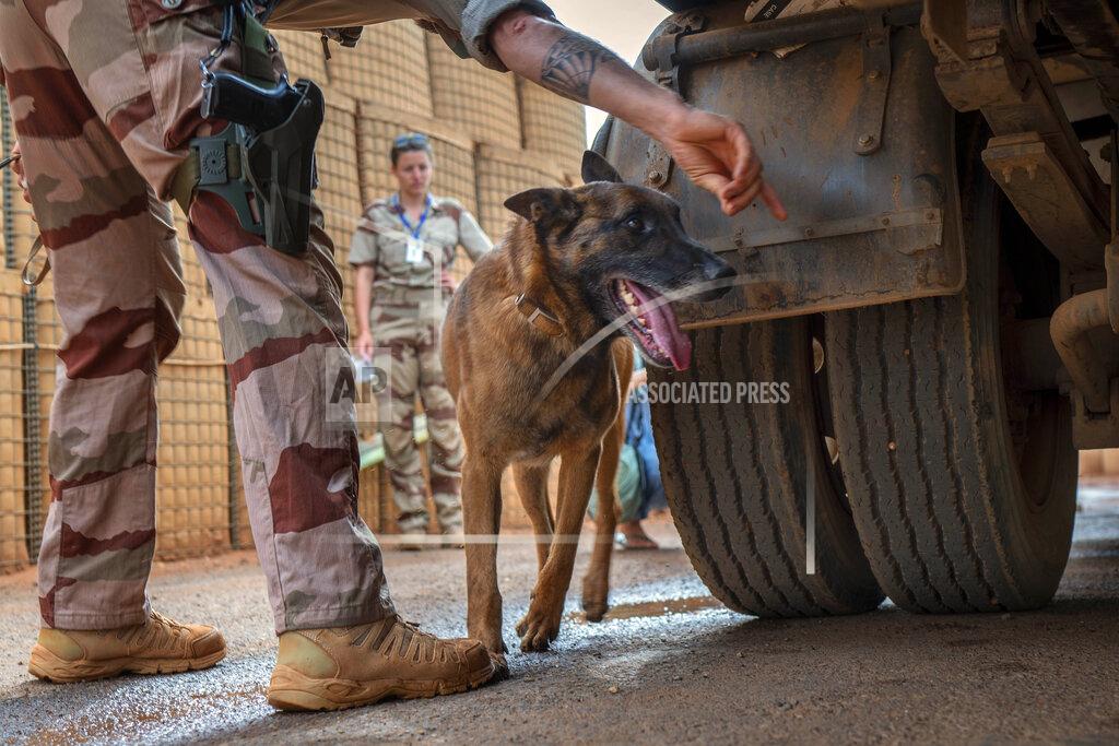 Uncredited A French Barkhane Malinois looks for explosives at the entrance of the Niamey, Niger base Sunday June 6, 2021. French President Emmanuel Macron announced at a press conference Thursday June 10, 2021 That operation Barkhane would end and be replaced by support for local partners and counter terrorism. (AP Photo/Jerome Delay)