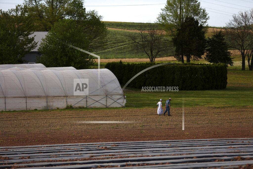 Jessie Wardarski In this Saturday, May 16, 2020, photo, a family walks their field in the Mennonite Valley of Lancaster County, Pa. (AP Photo/Jessie Wardarski)