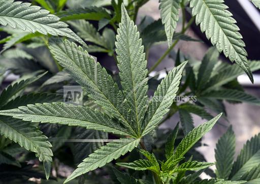 FILE - Marijuana plants are seen at a growing facility in Washington County, N.Y., May 12, 2023. The Health and Human Services Department has recommended removing marijuana from a category of drugs deemed to have &ldquo;no currently accepted medical use and a high potential for abuse.&rdquo; The agency advised moving pot from that &ldquo;Schedule I&rdquo; group to the less tightly regulated &ldquo;Schedule III.&rdquo; The decision is up to the Drug Enforcement Administration. (AP Photo/Hans Pennink, File)
