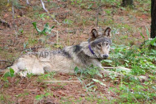 FILE - This February 2021 released by California Department of Fish and Wildlife, shows a gray wolf OR93, near Yosemite, Calif. An Oregon-born gray wolf that thrilled biologists as it journeyed far south into California was found dead after apparently being struck by a vehicle, authorities said Wednesday, Nov. 24, 2021. No foul play was suspected in the death of the male wolf known as OR93, the California Department of Fish and Wildlife said in a press release. (California Department of Fish and Wildlife via AP, File)