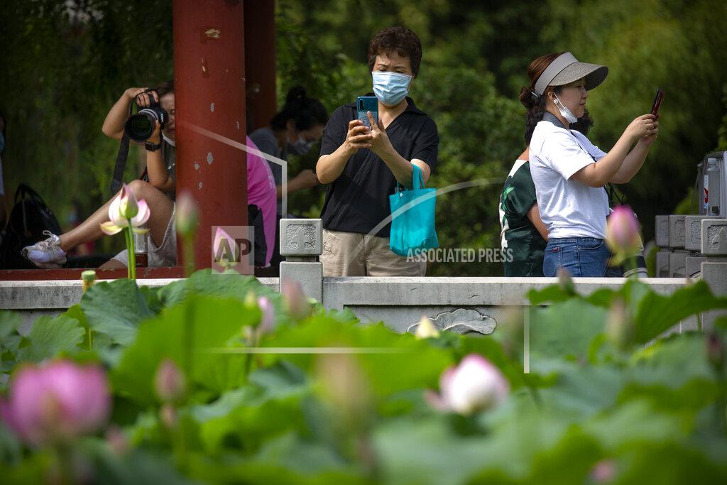 Mark Schiefelbein People wearing face masks to protect against the new coronavirus take photos of lotus blossoms at a public park in Beijing, Friday, June 26, 2020. China reported a further decline in new cases Friday with about a dozen mostly in Beijing, where mass testing has been done following an outbreak that appears to have been largely brought under control. (AP Photo/Mark Schiefelbein)