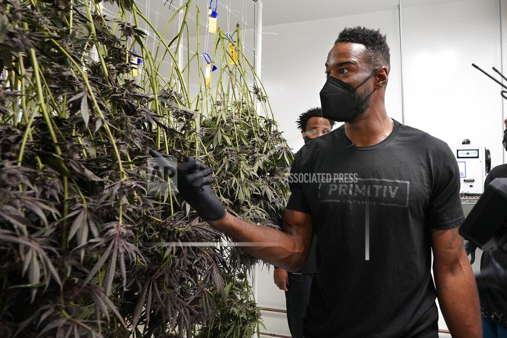 Carlos Osorio Calvin Johnson looks over marijuana plants growing at his business in Webberville, Mich., Friday, June 4, 2021. The former Detroit Lions wide receiver has founded a cannabis business and is collaborating with Harvard University to research how marijuana can help people with CTE and chronic pain. Johnson will be inducted into the Pro Football Hall of Fame on Aug. 8.(AP Photo/Carlos Osorio)