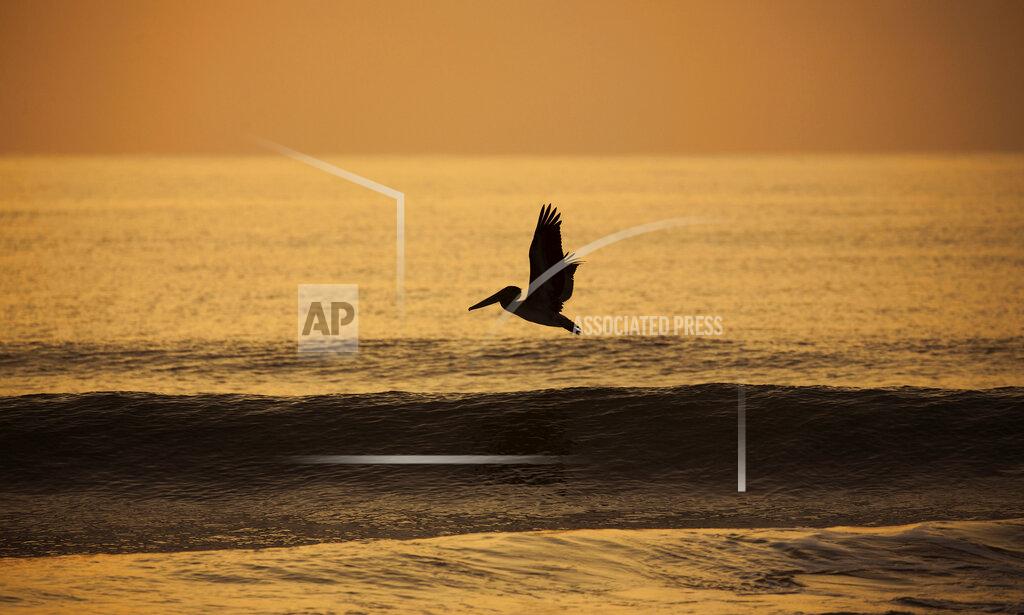 L. Todd Spencer A brown pelican flies over the glassy ocean at the north end of Virginia Beach, Va., as the sun begins to rise, Monday, Aug. 30, 2021. Squadrons of brown pelicans glide over the ocean at Virginia Beach’s North End on most summer mornings. Their pointy beaks and grayish-brown wings stand out against the blue horizon. They are latecomers to Virginia — breeding here was first documented in 1987 — and now they savor the state’s fish-rich coastal waterways.(L. Todd Spencer/The Virginian-Pilot via AP)