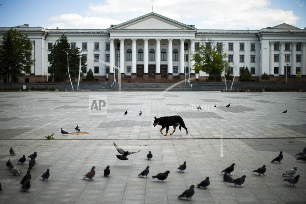 Francisco Seco A dog walks among pigeons in a mostly deserted central Myru square during a siren alarm in Kramatorsk, eastern Ukraine, Monday, May 23, 2022. (AP Photo/Francisco Seco)