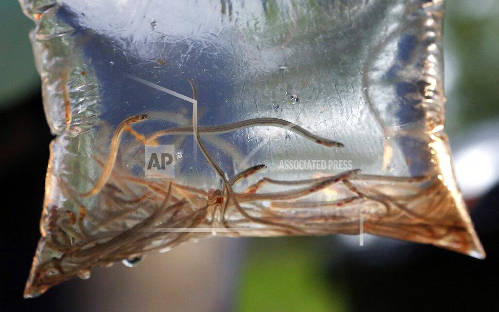 Robert F. Bukaty FILE - In this May 25, 2017, file photo, baby eels swim in a plastic bag after being caught near Brewer, Maine. Maine’s baby eel fishermen are hopeful for a more stable season in 2021 as they seek one of the most valuable natural resources in New England. (AP Photo/Robert F. Bukaty, File)