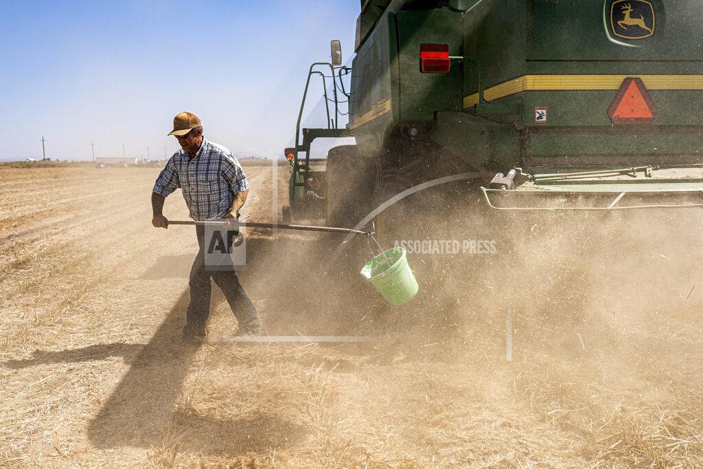 Nathan Howard Phil Fine checks for carrot seeds in the soil left behind a combine while harvesting a field North Unit Irrigation District on Tuesday, Aug. 31, 2021, near Madras, Ore. The stark contrast between the water haves and have-nots two hours southeast of Portland has brought new urgency to efforts to share the resource. (AP Photo/Nathan Howard)